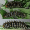 mel ornata larva7 volg1